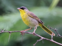 A10A4893Gray-crowned_Yellowthroat