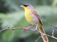 A10A4900Gray-crowned_Yellowthroat