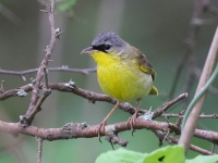 A10A4932Gray-crowned_Yellowthroat