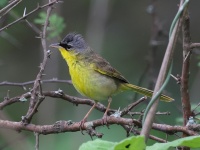 A10A4954Gray-crowned_Yellowthroat