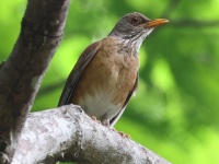 A10A5039Rufous-backed_Robin