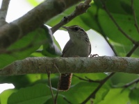 A10A5060White-bellied_Wren