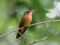 A10A5121Cinnamon_Hummingbird