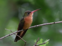 A10A5130Cinnamon_Hummingbird