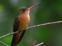 A10A5135Cinnamon_Hummingbird