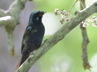 A10A5152Blue_Bunting