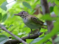 A10A5203Yellow-green_Vireo