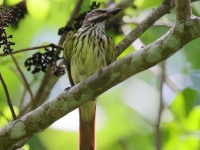 A10A5287Sulphur-bellied_Flycatcher