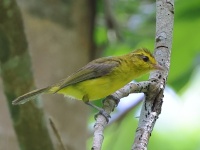 A10A5320Golden_Vireo