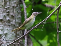 A10A5347Yellow-green_Vireo