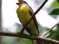 A10A5378Boat-billed_Flycatcher