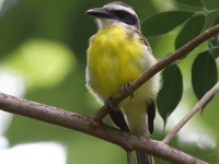 A10A5387Boat-billed_Flycatcher