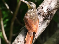 A10A5410Ivory-billed_Woodcreeper