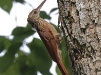 A10A5421Ivory-billed_Woodcreeper