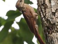 A10A5432Ivory-billed_Woodcreeper