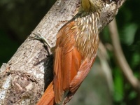 A10A5462Ivory-billed_Woodcreeper