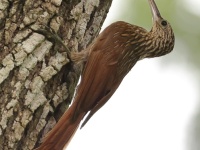 A10A5467Ivory-billed_Woodcreeper