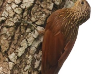 A10A5473Ivory-billed_Woodcreeper