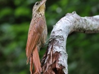 A10A5495Ivory-billed_Woodcreeper