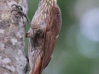 A10A5522Ivory-billed_Woodcreeper