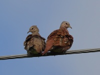 A10A5529Ruddy-ground_Doves