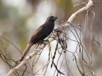 A10A5541Grooved-billed_Ani