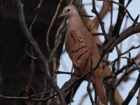 A10A5603Ruddy_Ground_Dove