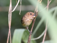 A10A5739Female_Blue-black_Grassquit