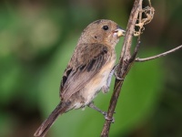 A10A5750Female_Blue-black_Grassquit