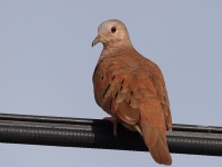 A10A5761Ruddy_Ground_Dove