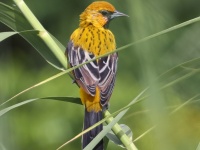 A10A5770Streaked-backed_Oriole