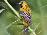 A10A5776Streaked-backed_Oriole