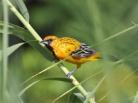 A10A5778Streaked-backed_Oriole