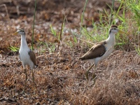 A10A5781Northern_Jacanas