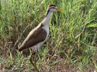 A10A5787Northern_Jacana