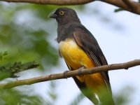 A10A5833Citreoline_Trogon