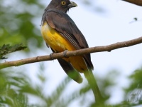 A10A5838Citreoline_Trogon