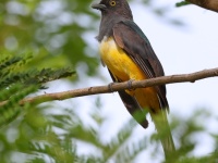 A10A5844Citreoline_Trogon