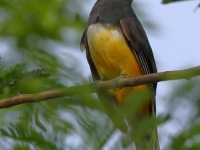 A10A5847Citreoline_Trogon