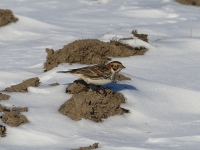 6s3a9258laplandlongspur