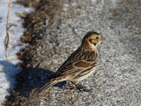 6s3a9306laplandlongspur