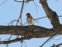 6s3a9316laplandlongspur