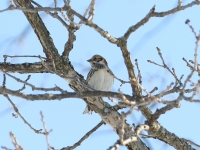 6s3a9332laplandlongspur