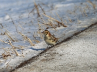 6s3a9358laplandlongspur