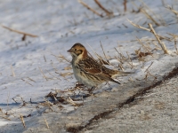 6s3a9382laplandlongspur